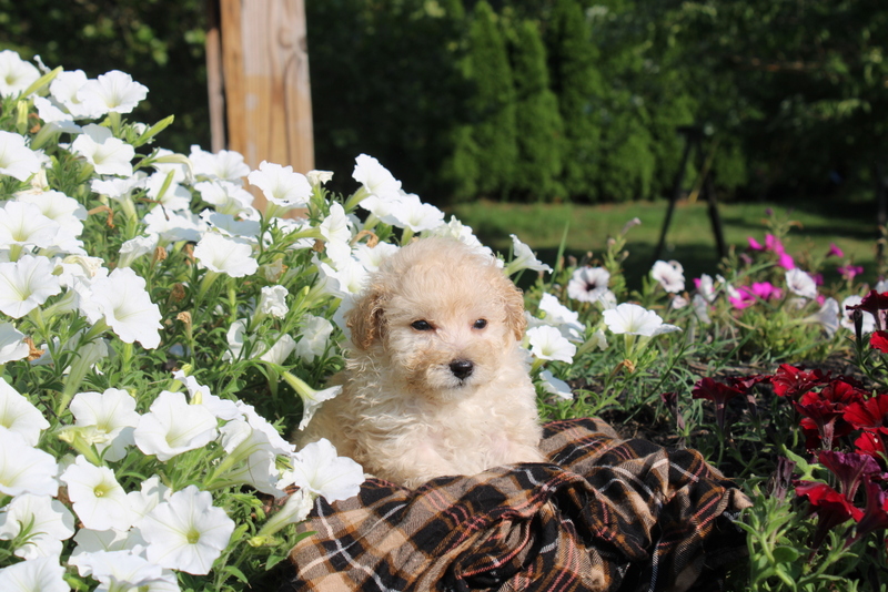 puppy, for, sale, Toy Poodles, Matthew B. Stoltzfus, dog, breeder, Gap, PA, dog-breeder, puppy-for-sale, forsale, nearby, find, puppyfind, locator, puppylocator, aca